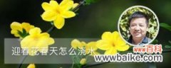 迎春花春天怎么浇水