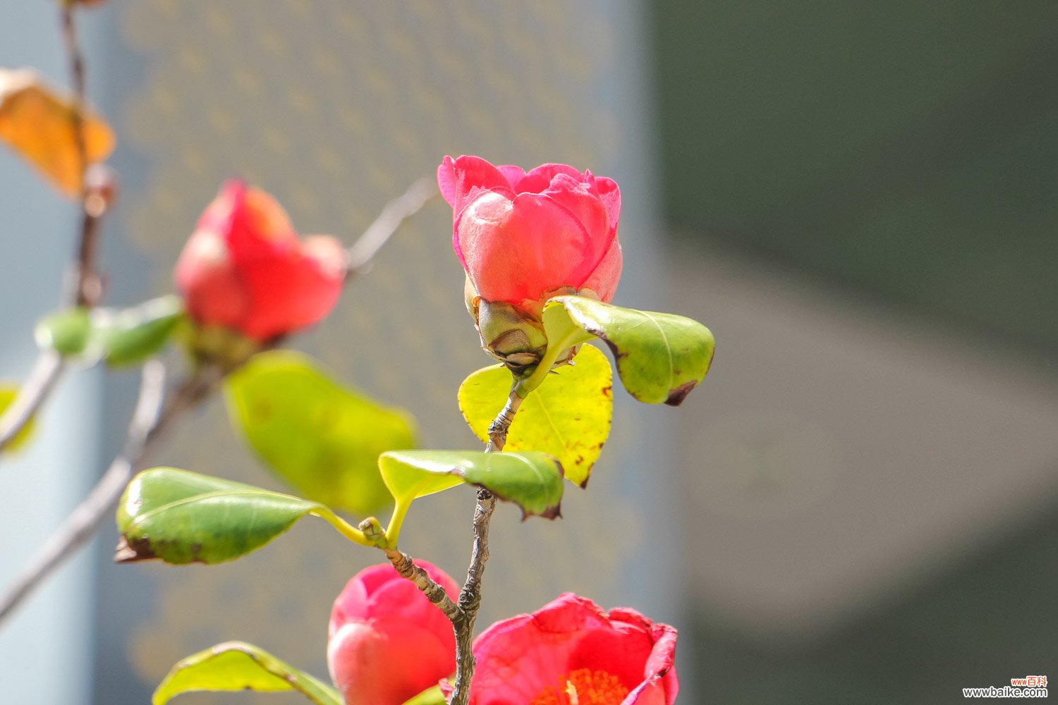 茶花春天怎么浇水