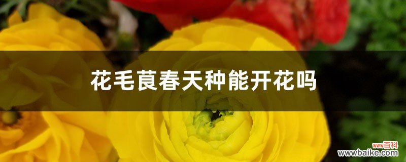 花毛茛春天种能开花吗