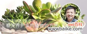 春天养护多肉植物的方法