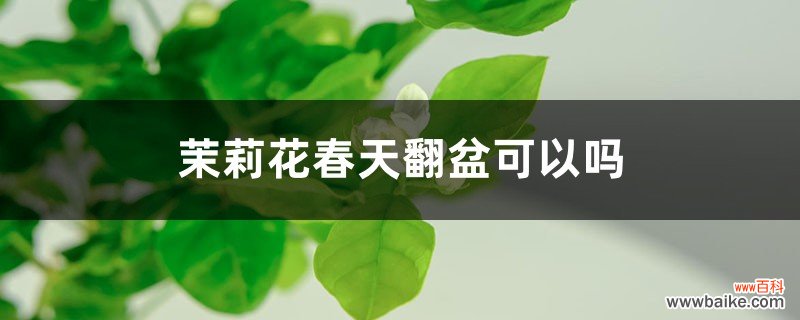 茉莉花春天翻盆可以吗