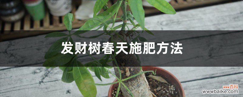 发财树春天施肥方法