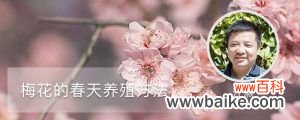 梅花的春天养殖方法