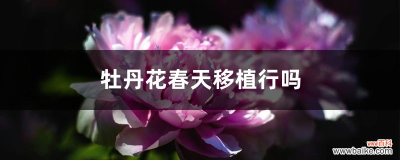 牡丹花春天移植行吗