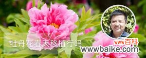 牡丹花春天移植行吗