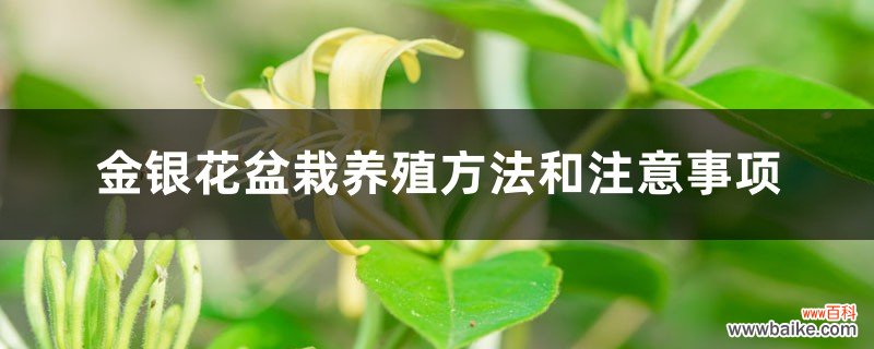 金银花盆栽养殖方法和注意事项