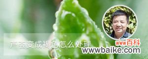 芦荟变成褐色怎么处理