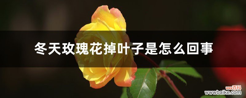 冬天玫瑰花掉叶子是怎么回事