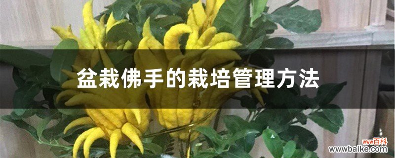 盆栽佛手的栽培管理方法