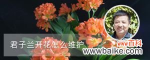 君子兰开花怎么维护