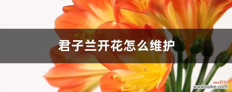 君子兰开花怎么维护