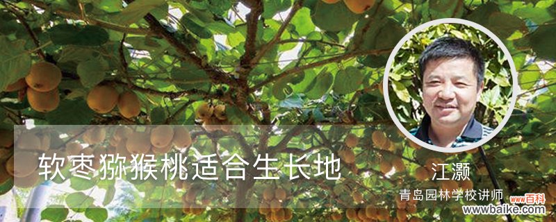 软枣猕猴桃适合生长地