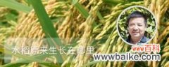水稻原来生长在哪里