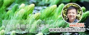 水生植物的生长需要什么