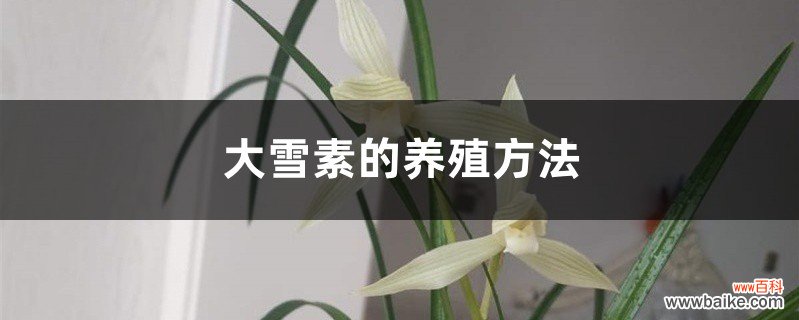 大雪素的养殖方法和注意事项大全