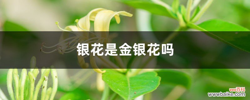 银花是金银花吗