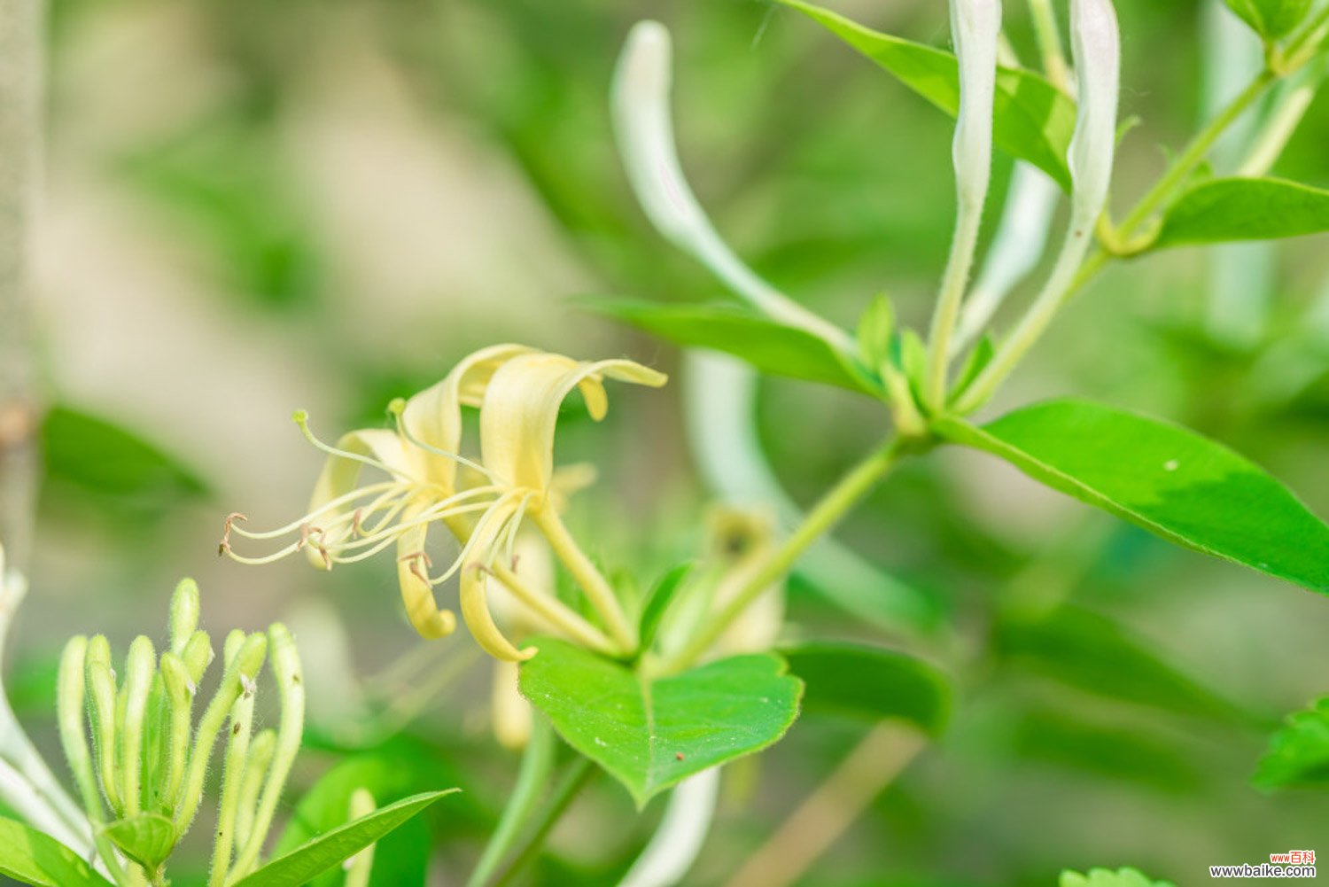 银花是金银花吗