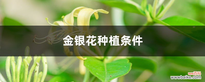 盆栽金银花的种植方法，时间和种植条件