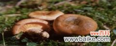 种植技术和产量 松乳菇可以人工栽培吗