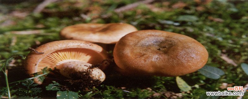 种植技术和产量 松乳菇可以人工栽培吗