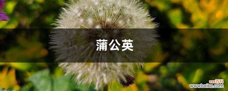 蒲公英种植栽培技术，蒲公英图片