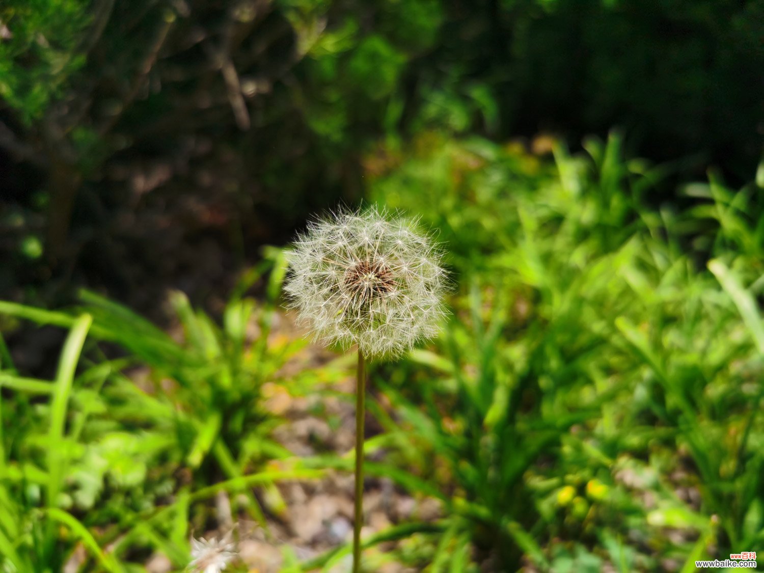 蒲公英种植栽培技术，蒲公英图片