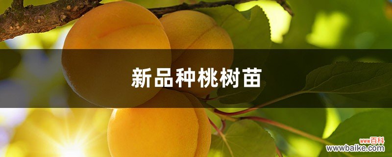 新品种桃树苗介绍
