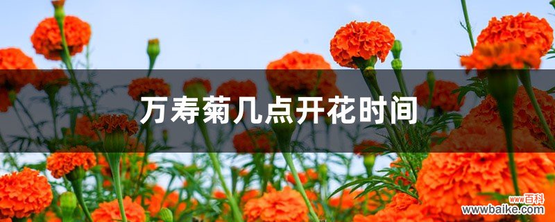 万寿菊的花期是什么时候，几点开花