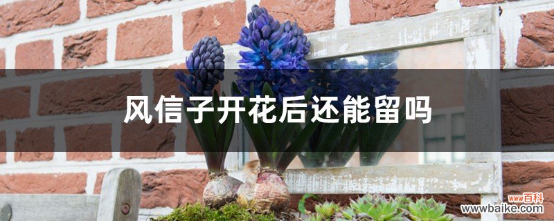 风信子开花后还能留吗