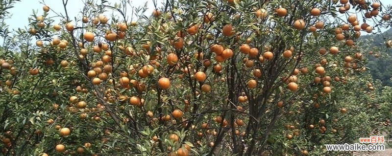 橘子树苗种植方法