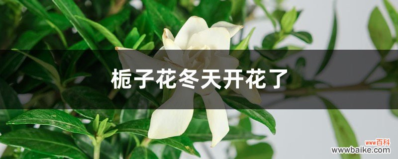 栀子花冬天开花了如何养护