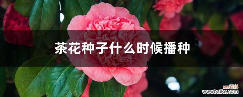 茶花种子什么时候播种