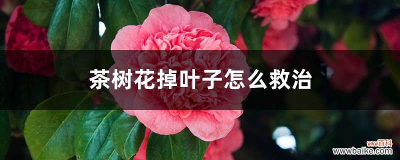 茶树花掉叶子怎么救治