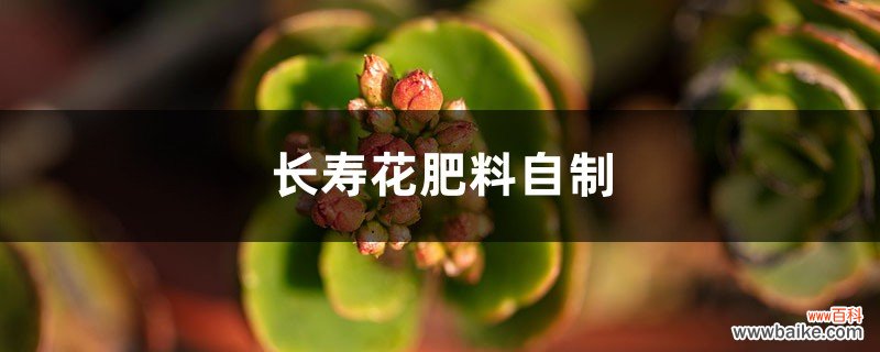 长寿花肥料如何自制