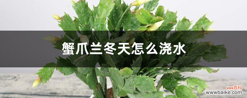 蟹爪兰冬天怎么浇水