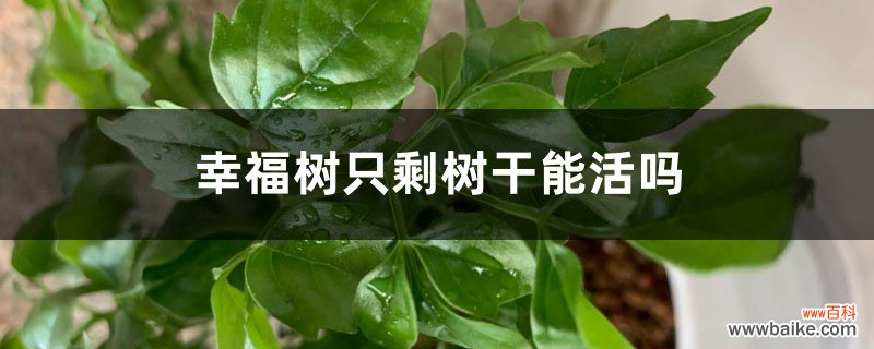 幸福树只剩树干能活吗