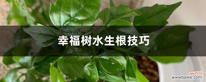 幸福树水生根技巧