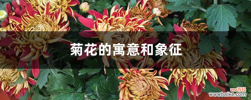 菊花的寓意和象征