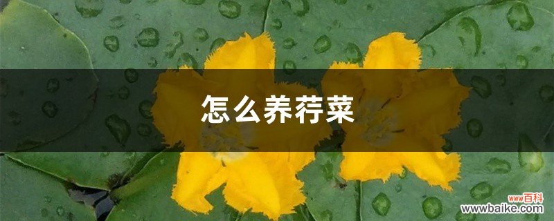 怎么养荇菜