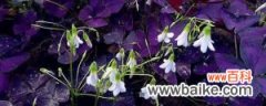 紫叶醡浆草的养殖方法和注意事项