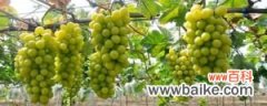 什么品种葡萄适合盆栽