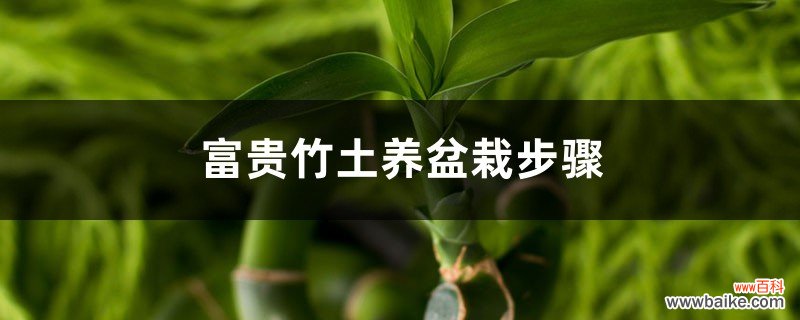 富贵竹土养盆栽步骤