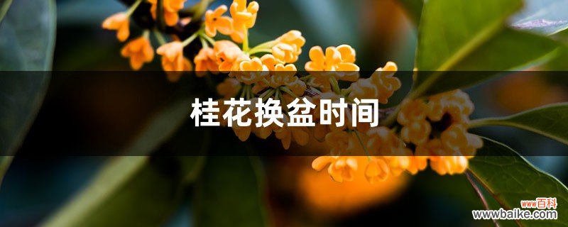 桂花换盆时间