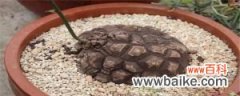 龟甲龙种子怎么播种