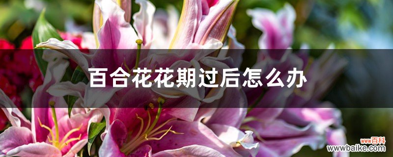 百合花花期过后怎么办