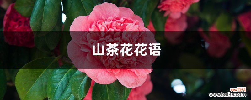 山茶花花语