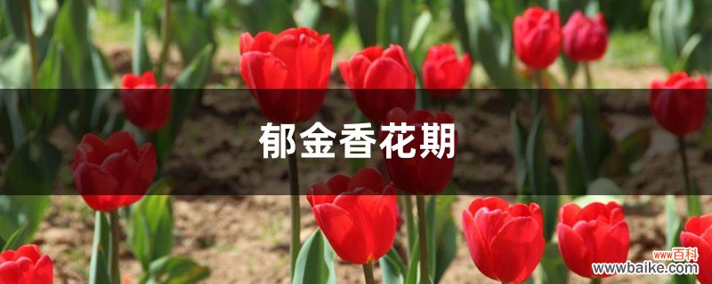 郁金香花期