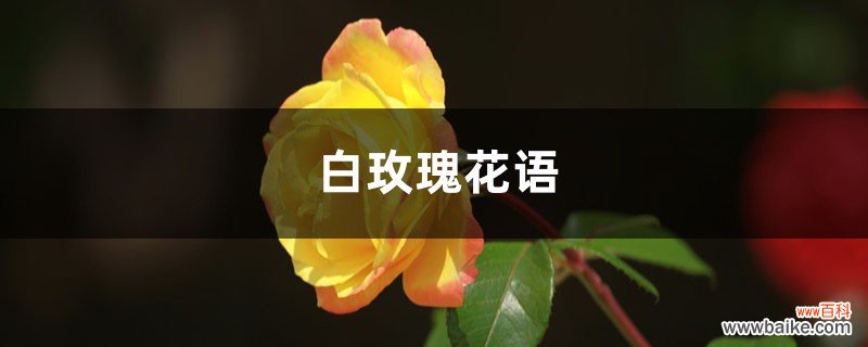 白玫瑰花语