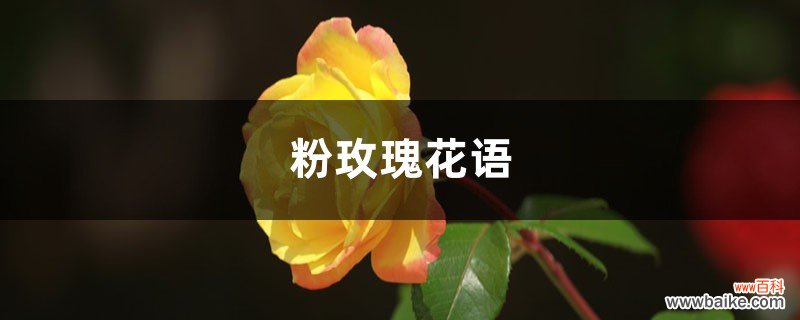 粉玫瑰花语