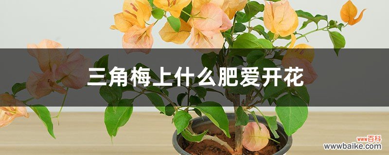 三角梅上什么肥爱开花，三角梅几月份施肥